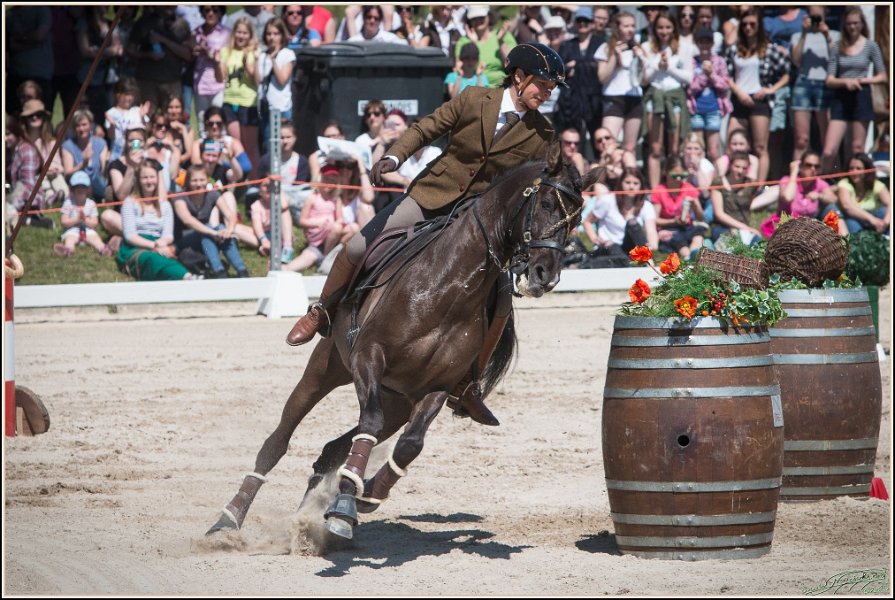 Pferd International 111